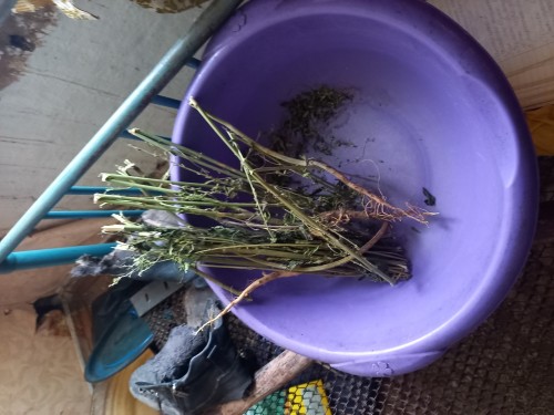 Полицейскими задержан рецидивист, хранивший крупную партию наркотиков для несуществующих кроликов