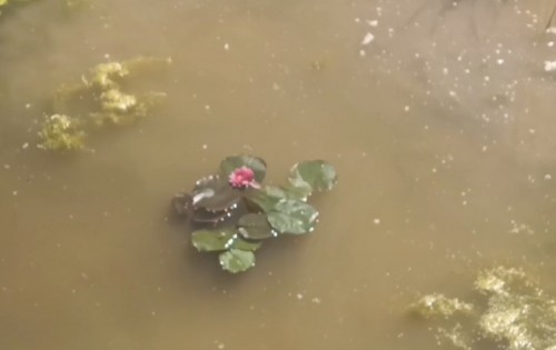 В Оренбурге  водную гладь под "тропой здоровья" украсят нимфеями