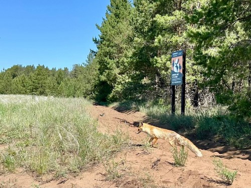 В Бузулукском бору заметили лисенка-патрульного