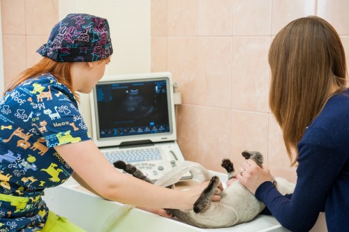 Оренбурженка подала в суд на ветполиклинику за смерть породистых щенков Оренбурженка подала в суд на ветполиклинику за смерть породистых щенков