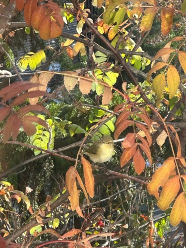 В Бузулуском бору сфотографировали птицу пеночку-теньковку В Бузулуском бору сфотографировали птицу пеночку-теньковку