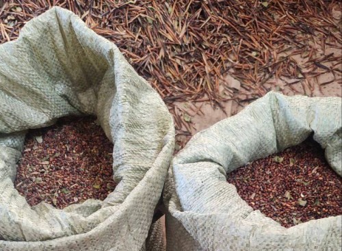 Лесничества Оренбургской области продолжают заготовку семян лесных растений