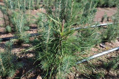 В Бузулукском бору «медосмотр» прошли почти 90 гектаров леса