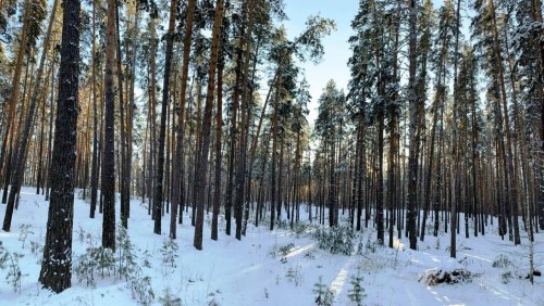 Бузулукский бор в новогодние каникулы посетили почти 2 500 туристов