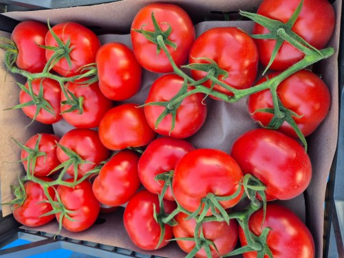 В Оренбуржье предотвращен ввоз 18 тонн зараженных томатов