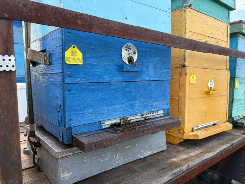 В Оренбуржье аграриев обязали информировать пчеловодов о применении пестицидов