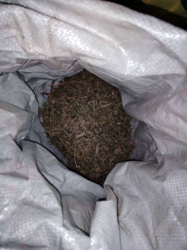 В Саракташе сотрудниками полиции у местного жителя обнаружена марихуана В Саракташе сотрудниками полиции у местного жителя обнаружена марихуана