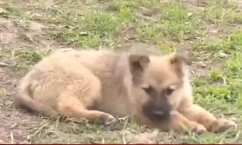 В Оренбурге администрация заплатит 30 000 рублей за укус бродячей собаки