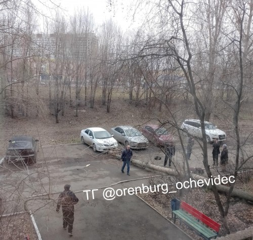 В Оренбурге УК заплатит штраф 40 тысяч за падение дерева и тяжелые травмы