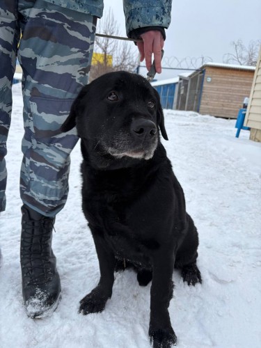 В Оренбурге четверо полицейских собак завершают службу и ищут новых владельцев