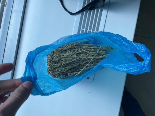 В Аэропорту Оренбурга изъяли наркотик - гармолу в крупном размере