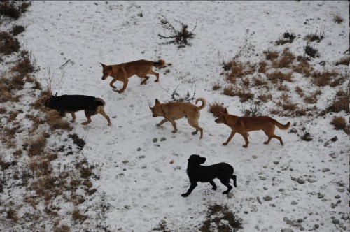 В Бузулуке 11-летнего ребёнка покусала собака В Бузулуке 11-летнего ребёнка покусала собака