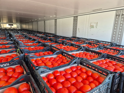 Оренбургский Россельхознадзор обнаружил моль в проверенных томатах