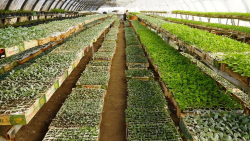 Высадка цветов на улицах Оренбурга начнется в конце апреля Высадка цветов на улицах Оренбурга начнется в конце апреля