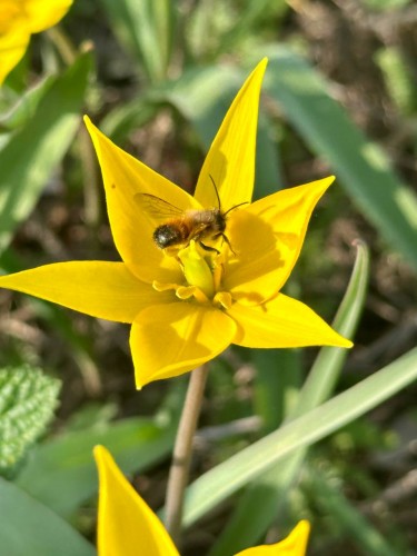 На полянах Бузулукского бора распустились краснокнижные тюльпаны Биберштейна