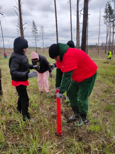 В Бузулукском бору начался очередной лесопосадочный сезон