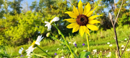 Жара до +37 °C: прогноз погоды в Оренбуржье