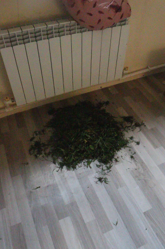 В Бугуруслане у местного жителя изъяли более 800 граммов марихуаны