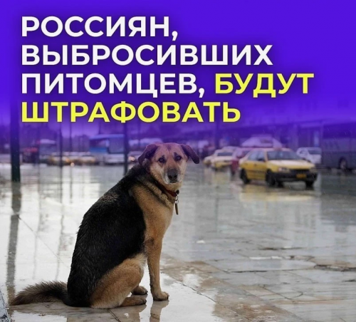 В Оренбурге предложили штрафовать до 50 тысяч рублей за выброшенных животных В Оренбурге предложили штрафовать до 50 тысяч рублей за выброшенных животных