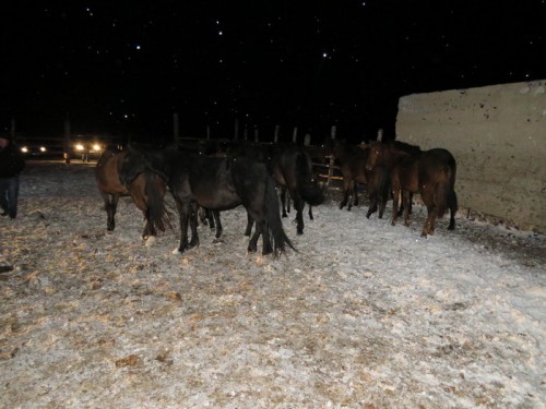 Сотрудниками полиции Кваркенского района вернули хозяину 25 голов лошадей