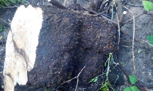 В Оренбургском районе незаконно срубили одно дерево клена В Оренбургском районе незаконно срубили одно дерево клена