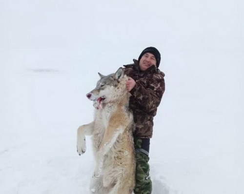 В Шарлыкском районе охотники убили волка