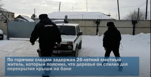 Житель Первомайского района незаконно срубил девять сосен