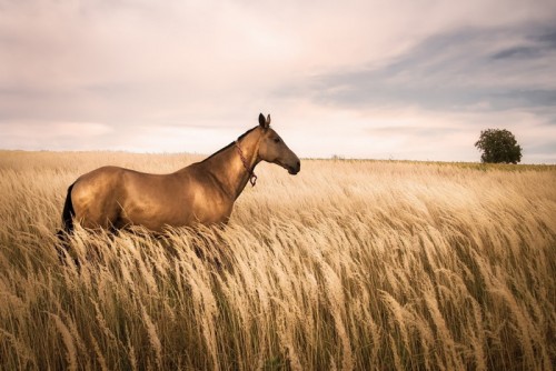 В Соль-Илецке табуном лошадей вытоптано 25 гектаров озимой ржи