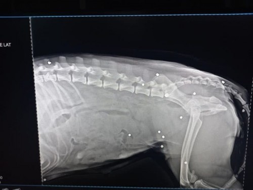Сотрудники полиции начали проверку по факту расстрела собаки Сотрудники полиции начали проверку по факту расстрела собаки