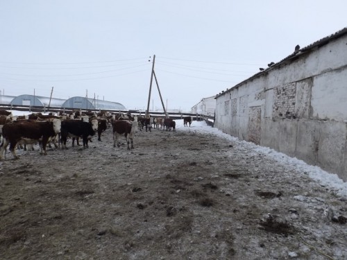 С животноводческой базы в Адамовском районе украли двух новорожденных телят С животноводческой базы в Адамовском районе украли двух новорожденных телят