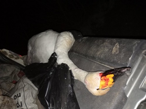 Сотрудниками полиции Новоорского района за незаконную охоту задержан местный житель Сотрудниками полиции Новоорского района за незаконную охоту задержан местный житель