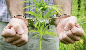 На территории Оренбургской области проведен 1 этап операции «Мак – 2022»