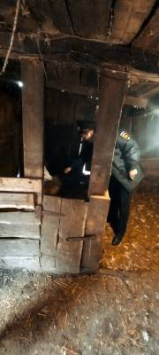 В Тоцком районе похитили маленького телёнка В Тоцком районе похитили маленького телёнка