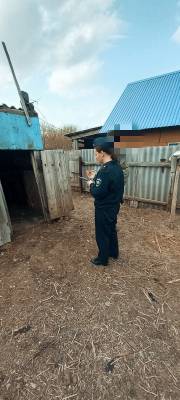 В Тоцком районе похитили маленького телёнка В Тоцком районе похитили маленького телёнка