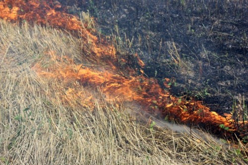 Возле Оренбурга горит сухая трава