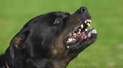 Бродячая собака напала на ребёнка в Орске
