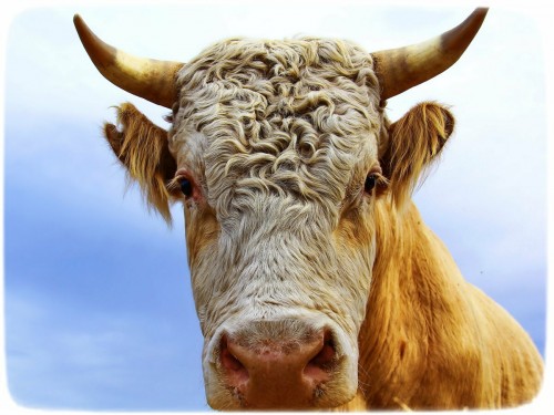 Бык ударил скотника в Александровском районе 