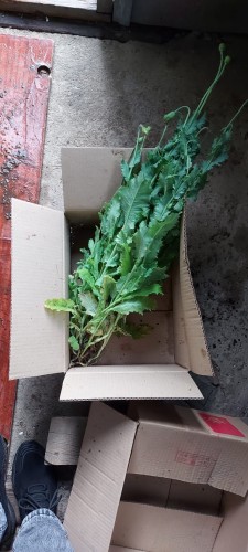 Полицейские в доме орчанина изъяли 65 кустов мака Полицейские в доме орчанина изъяли 65 кустов мака