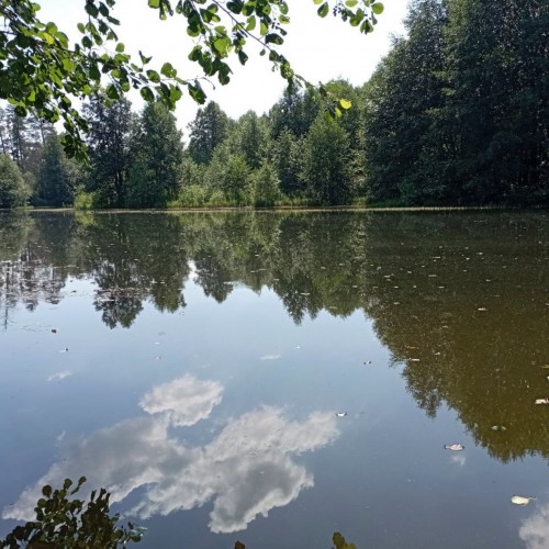 В болотах Бузулукского бора очень чистая вода 