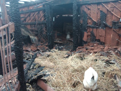 В Октябрьском районе сгорели 26 свиней и одна корова