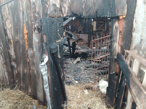 В Октябрьском районе сгорели 26 свиней и одна корова