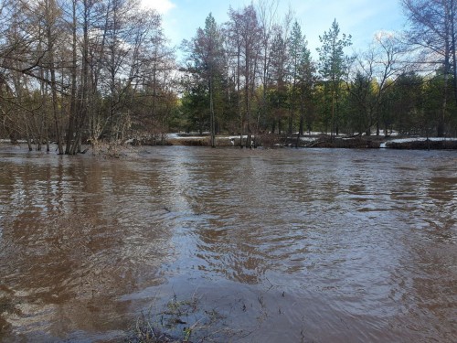 В Бузулукском боре затоплено около 11 тысяч гектаров.