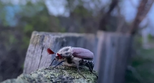 Бузулуском бору майские жуки появились в апреле