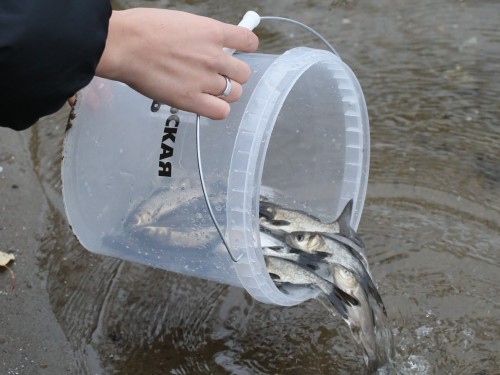 Металлурги Уральской Стали продолжают зарыблять водоемы Оренбуржья