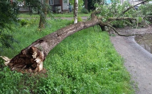 Ремонт нецелесообразен: в Оренбурге дерево придавило автомобиль