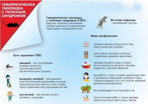 В Оренбуржье отметили рост заболеваемости мышиной лихорадкой