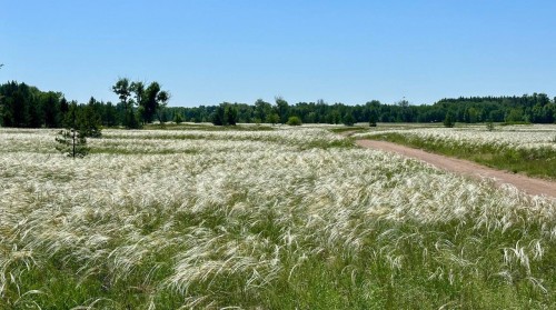 В Бузулукском бору появились "волны" из ковыля В Бузулукском бору появились "волны" из ковыля