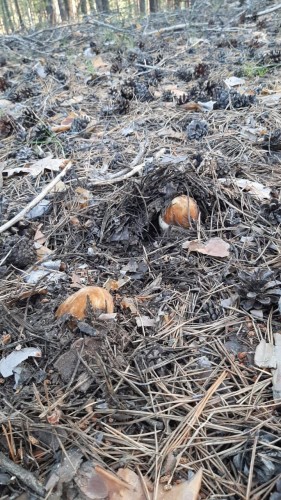 В Бузулукском бору стартовал грибной сезон