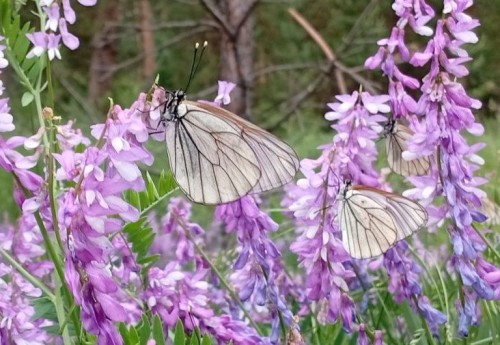 В Бузулукском бору начался лёт боярышниц В Бузулукском бору начался лёт боярышниц