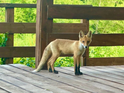 В Бузулукском бору лисенок встречает гостей в кемпинге «Шишкин лес»